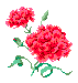 carnation clipart