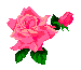 clipart of rose
