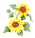 sunflower clipart